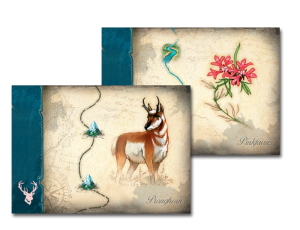 Discoveries cards with animal and plant speciies